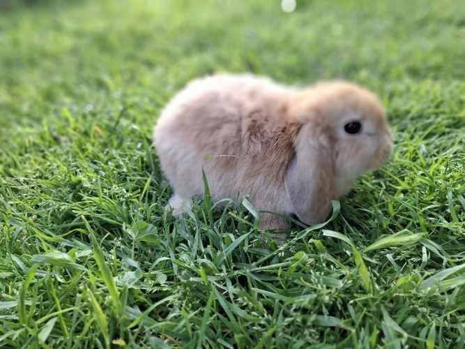 Criadero de conejos Lonquen