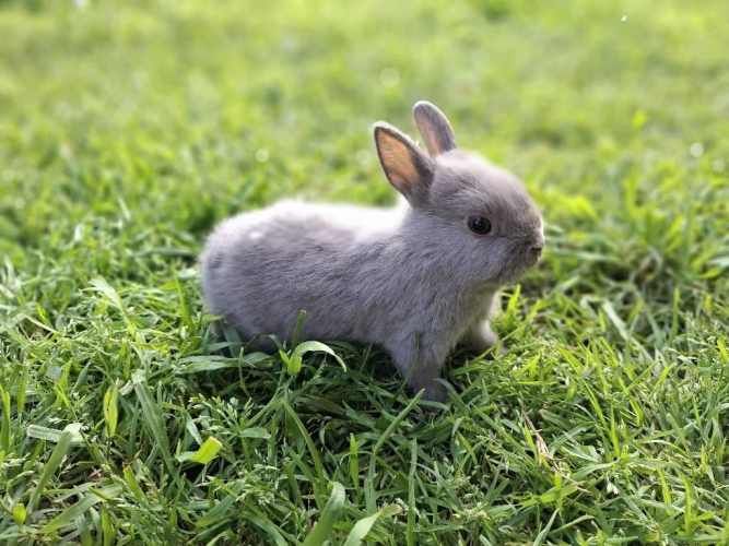 Criadero de conejos Lonquen