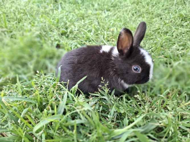 Criadero de conejos Lonquen