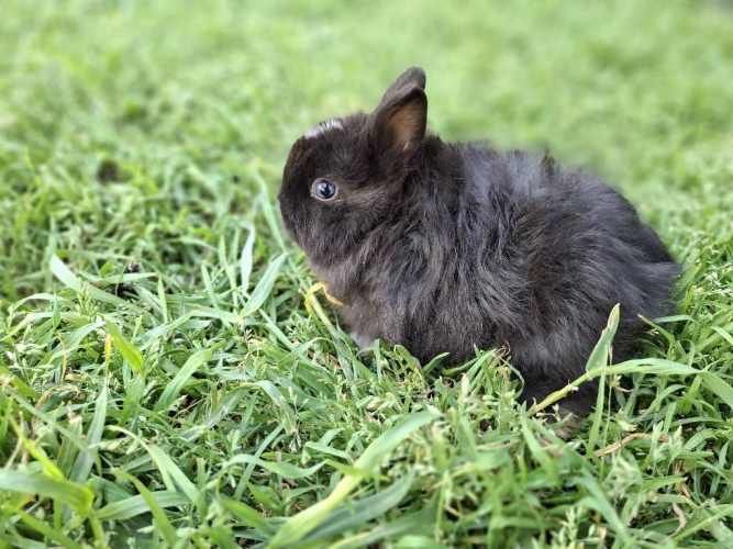 Criadero de conejos Lonquen