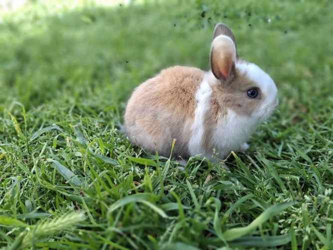 Criadero de conejos Lonquen