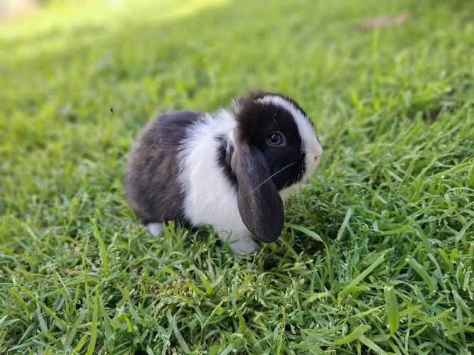 Criadero de conejos Lonquen