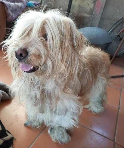 Perrito, joven, de pelo largo, raza pequeña, en adopción