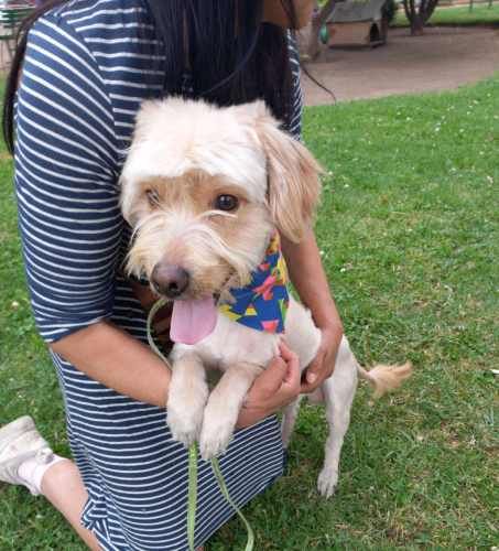 Perrito, joven, de pelo largo, raza pequeña, en adopción