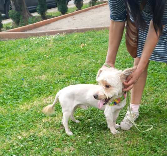 Perrito, joven, de pelo largo, raza pequeña, en adopción