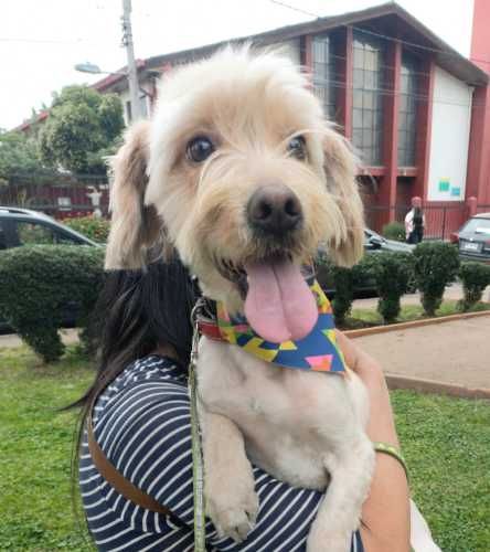 Perrito, joven, de pelo largo, raza pequeña, en adopción
