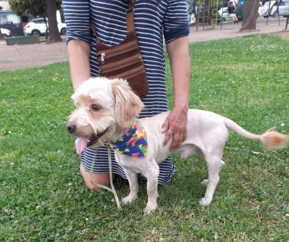 Perrito, joven, de pelo largo, raza pequeña, en adopción