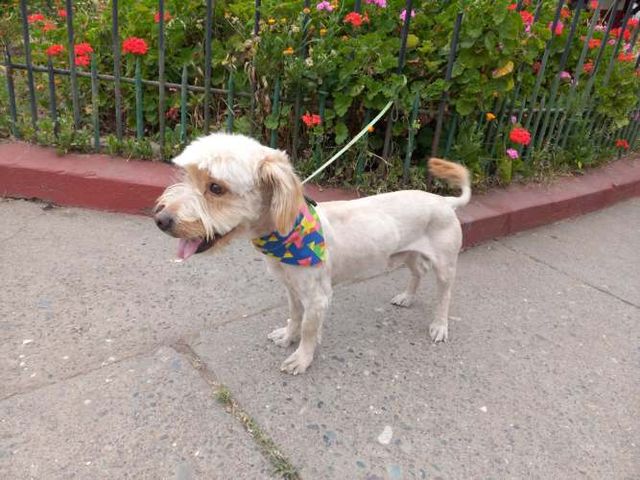 Perrito, joven, de pelo largo, raza pequeña, en adopción