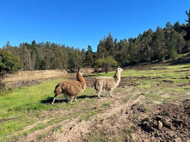 vendo pareja  de Llamas
