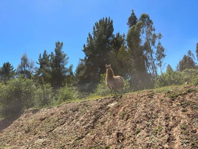 vendo pareja  de Llamas
