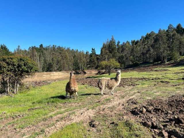 vendo pareja  de Llamas