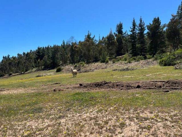 vendo pareja  de Llamas