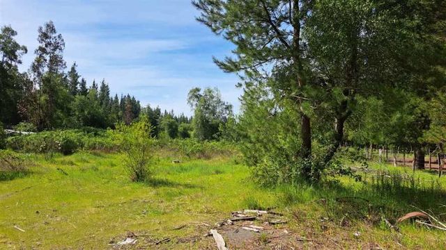 AGRICOLA Sector El Aromo. Cerro Colorado