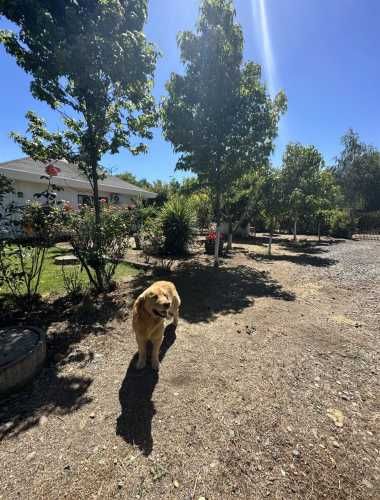 PARCELA Km. 9 camino a Coihueco