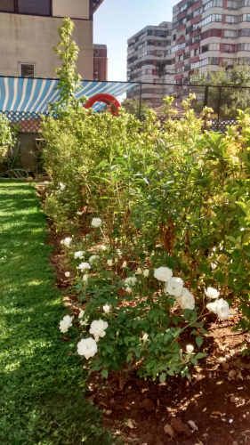 Ayudante de Jardinero