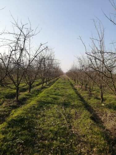 Agrícola en venta de 60 has ubicado en Requínoa