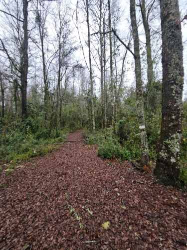 PARCELA MOLCO MEDIO CAMINO VILLARRICA PUCON