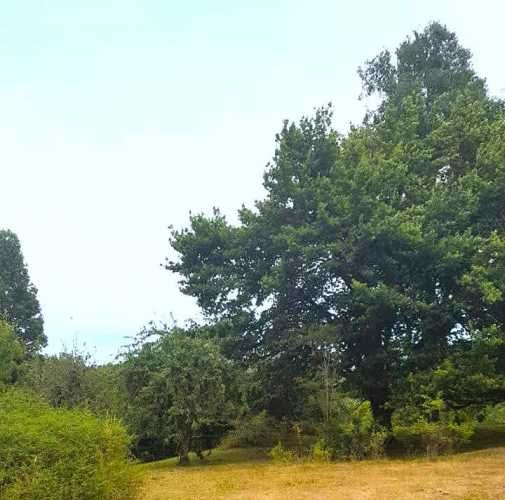 Hermosa Parcela camino a Curiñanco. 5000 m2. Valdivia