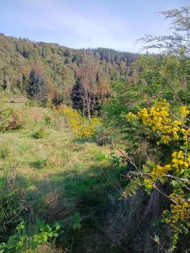 VENDO PARCELA DE 5.000 m² VALDIVIA en sector PIEDRA BLANCA