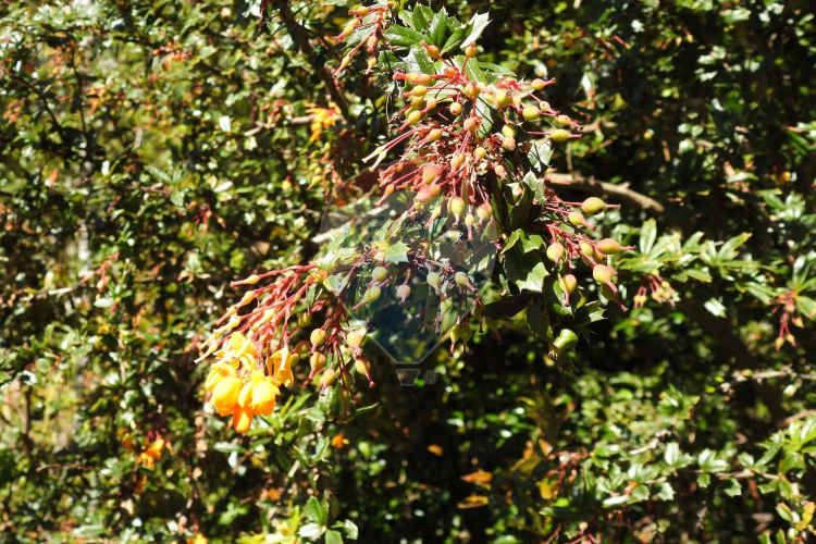 ¡oportunidad única! parcela lago chapo, 10,000m²