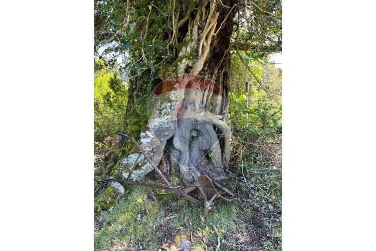 ¡oportunidad única! parcela lago chapo, 10,000m²