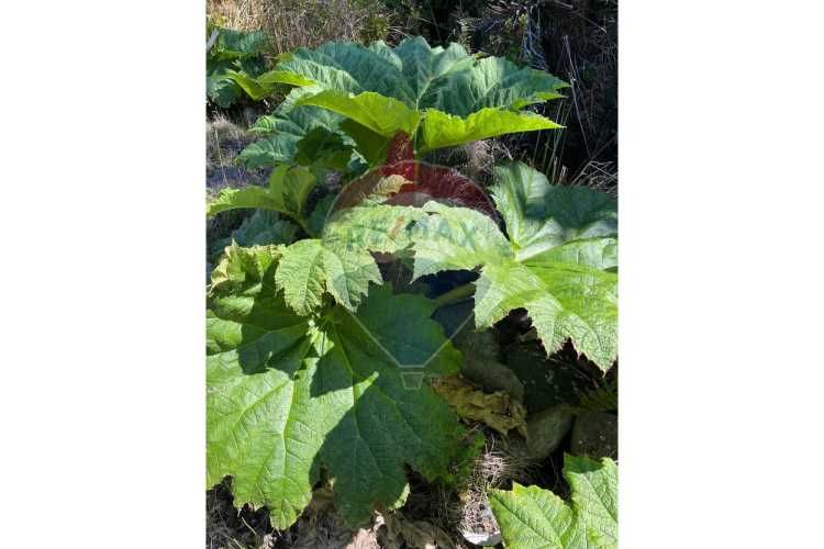 ¡oportunidad única! parcela lago chapo, 10,000m²