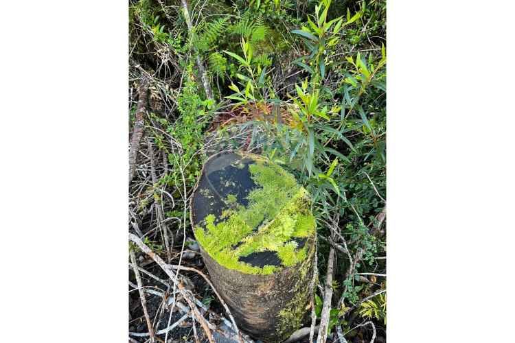 ¡oportunidad única! parcela lago chapo, 10,000m²