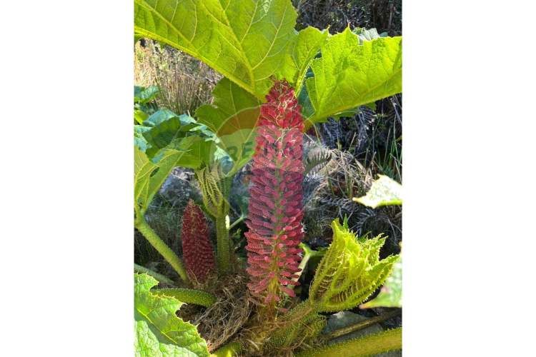 ¡oportunidad única! parcela lago chapo, 10,000m²