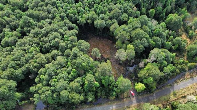 Parcela con hermoso bosque en Puerto Varas (126746)