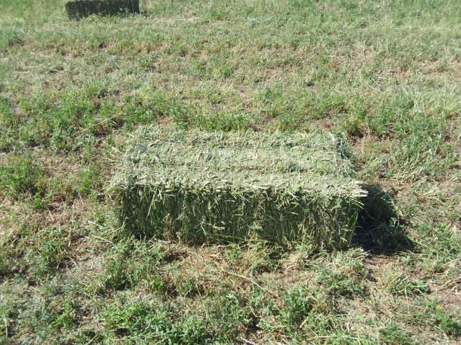 Fardos de alfalfa