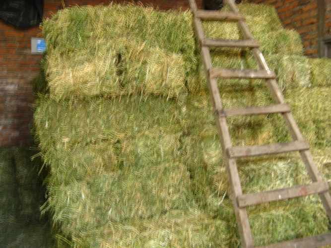 Fardos de alfalfa