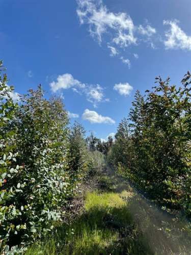 PARCELA Sitios en Las Lajuelas, Huampuli San Nicolas