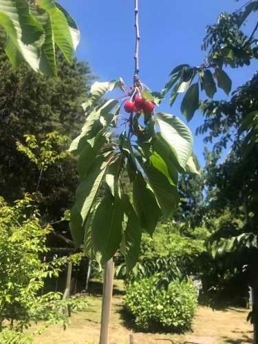 Pucón, amplias cabañas, piscinas, quinchos, tenis