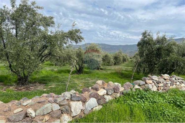 Parcela de olivos san felipe sector jahuel