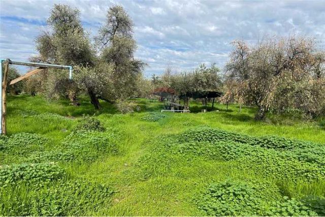 Parcela de olivos, san felipe