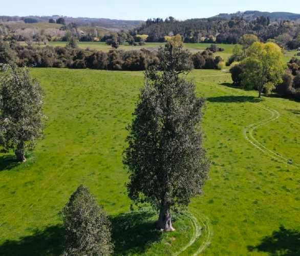 Raices del Rio Rahue