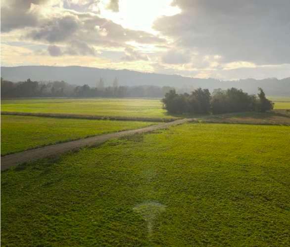 Raices del Rio Rahue