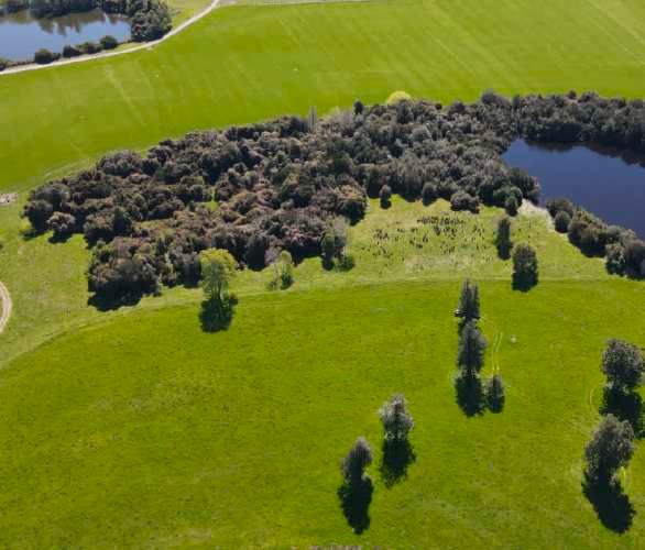 Raices del Rio Rahue