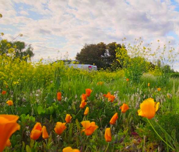 Raices de Villa Alegre