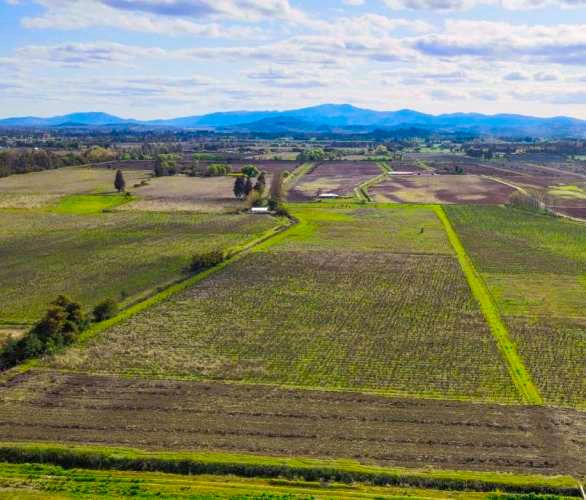 Raices de Villa Alegre