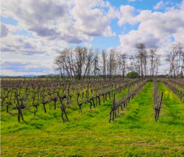 Raices de Villa Alegre