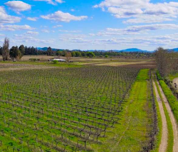 Raices de Villa Alegre