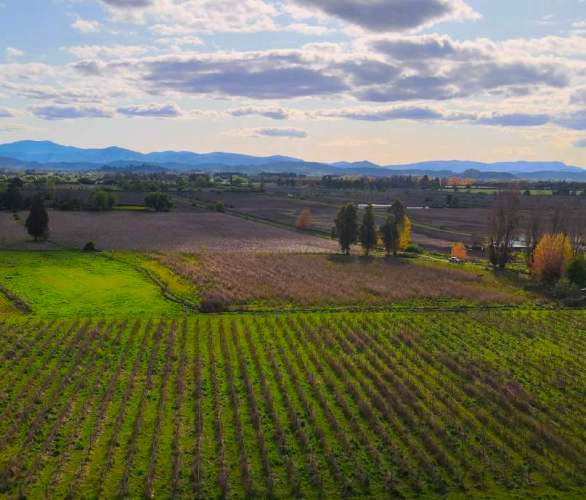 Raices de Villa Alegre