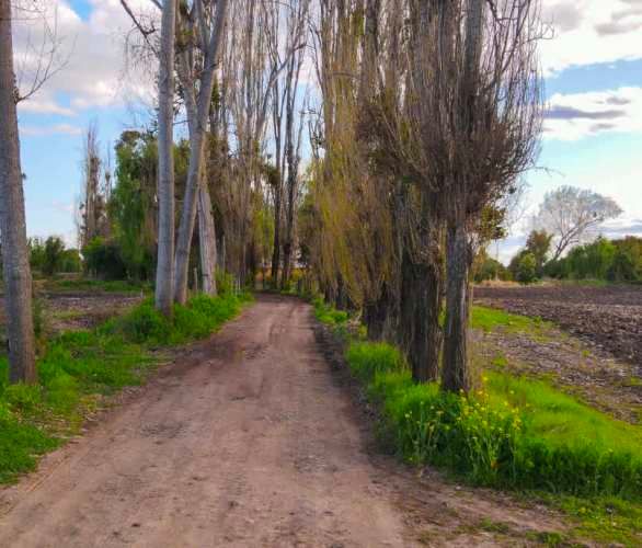 Raices de Villa Alegre