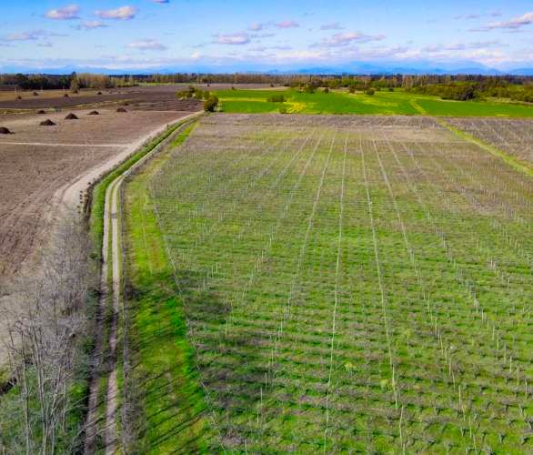 Raices de Villa Alegre