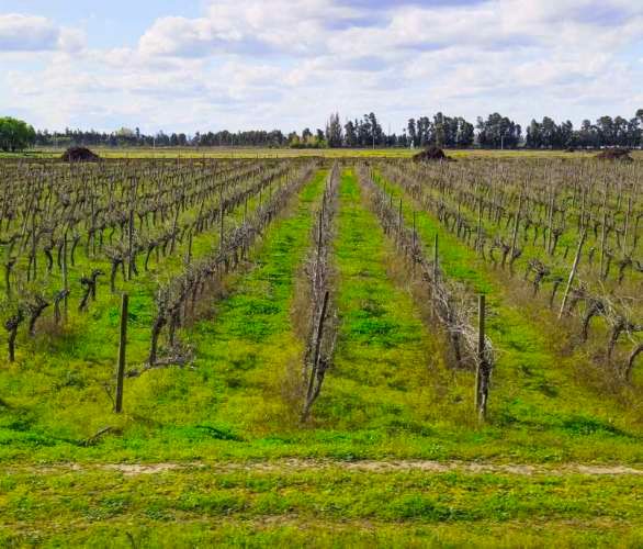 Raices de Villa Alegre