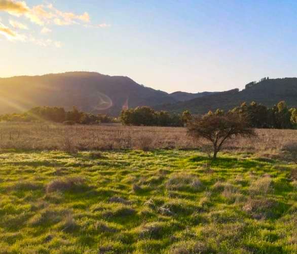 Raices de San Javier