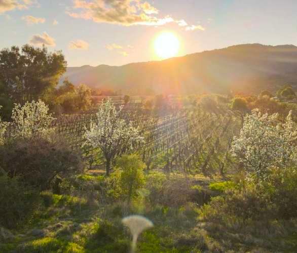Raices de San Javier