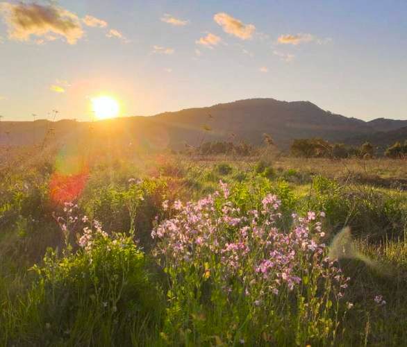 Raices de San Javier