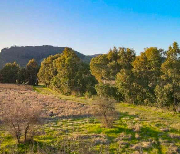 Raices de San Javier